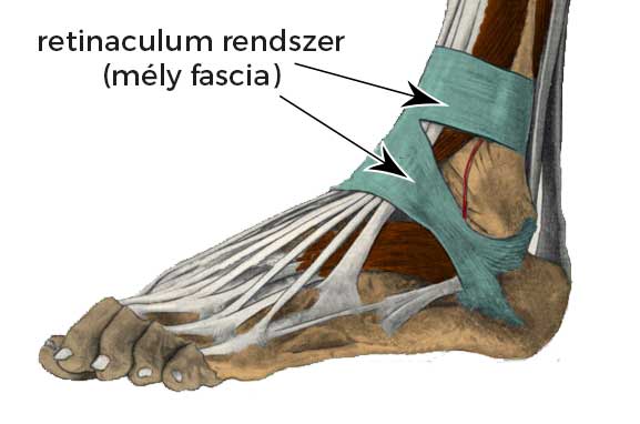 retinaculum, a mély fascia spirális lefutású megvastagodása